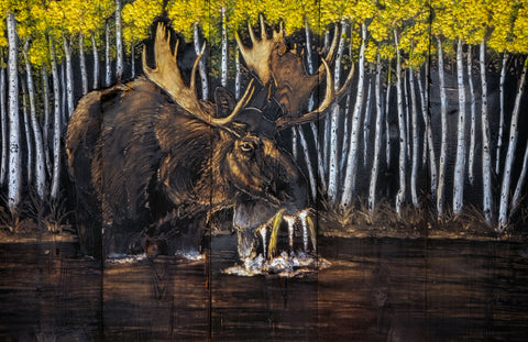 Moose with Aspens